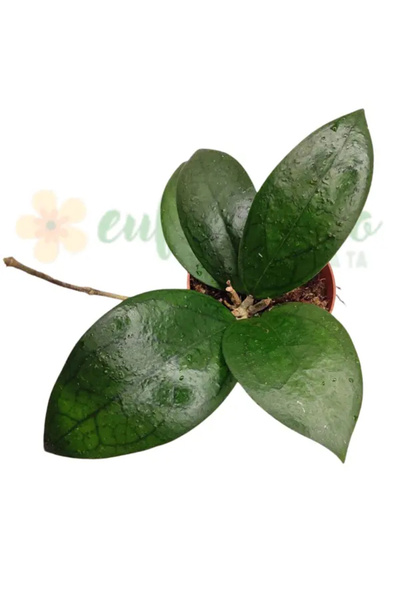 Eufloria Hoya 'Puom Siam Ruby' Ø12cm