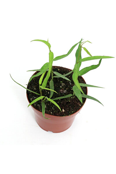 Eufloria Hoya burmanica 'Long Leaves' Ø6cm