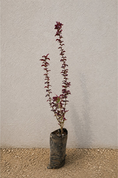 Vasada Kadın Tuzluğu Fidanı Berberis Thunbergii Rose Glow Tüplü 30 cm
