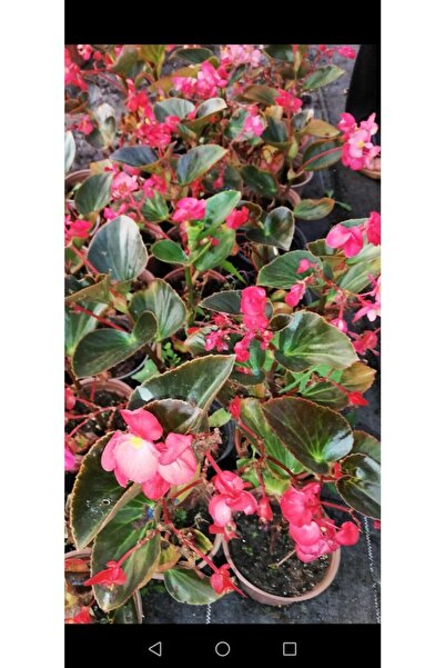 Hınzır Koyu Pembe Begonya Çiçeği Fidanı 10-20 cm