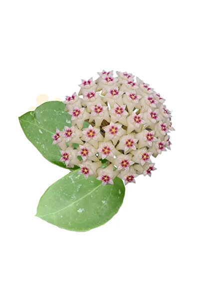 Eufloria Hoya parasitica 'Heart Leaf Silver' Ø7cm