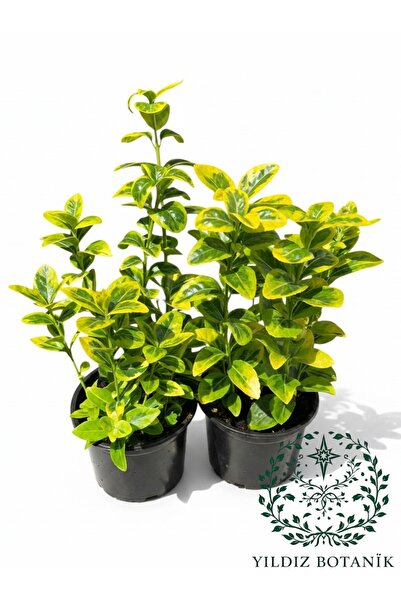 YILDIZ BOTANİK Altuni Gold Taflan Çit Bitkisi Sarı Taflan Fidanı 25-30 Cm 1 S...
