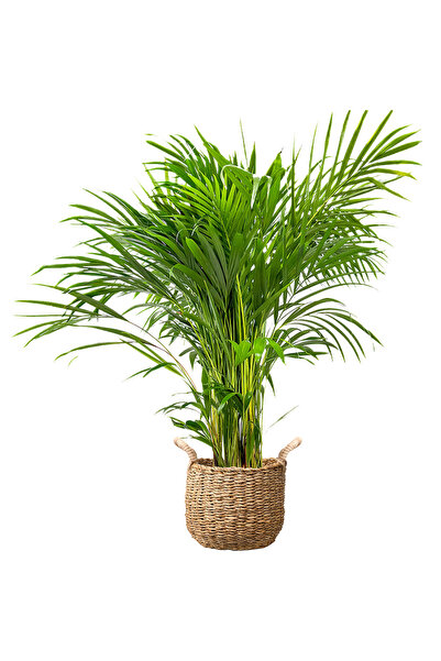 Fidanburada Areka Palmiyesi (Dypsis Lutescens) Basic Hasır Saksılı