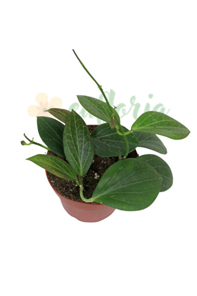 Eufloria Hoya hellwigiana Ø12cm