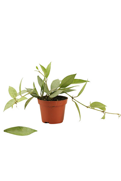 Eufloria Хоя лакуноса 'Минт' D6