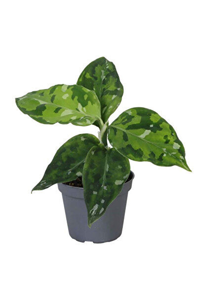 Eufloria Aglaonema pictum Tricolor Ø6cm