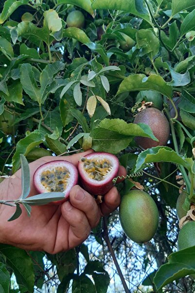 Passiflora Çarkıfelek Meyvesi 500 gr, Yıldız Meyvesi 500 gr