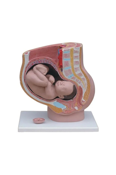 EgeAnatomi Maketleri Kadın Pelvis Modeli 4 Parça, Kadın Pelvis Maketi