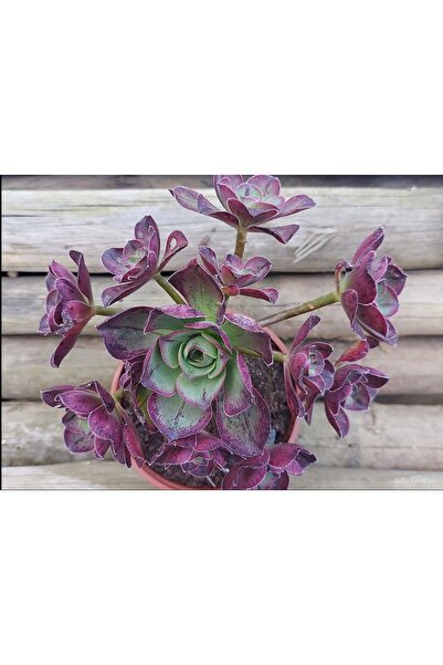 SukuLand Aeonium Red Fuji Kore ithal koleksiyonluk özel tür sukulent 5,5cm sa...
