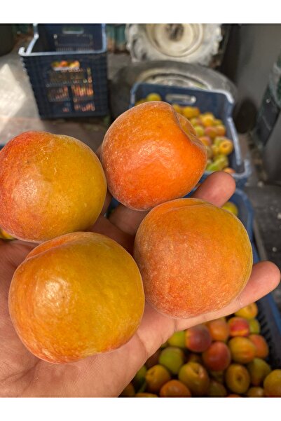 mut incisi zeytin & zeytinyağı Mut Kayısısı Net : 8 Kg