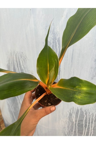 nazlı çiçekçilik Turuncu Kurdele Çiçeği Chlorophytum Green Orange