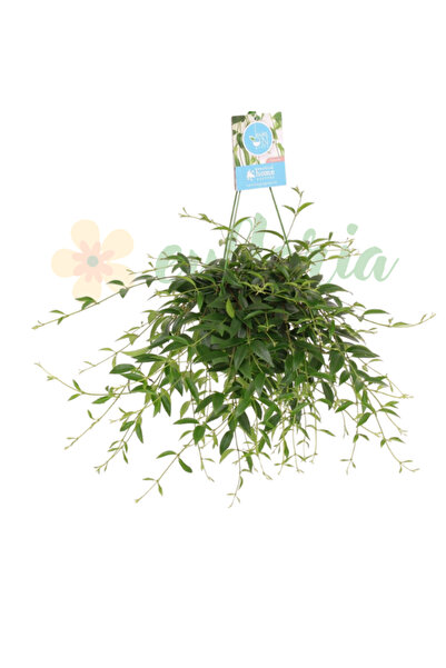 Eufloria Codonanthe Crassifolia Ø14cm