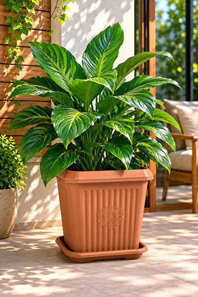 Binbirreyon Tabaklı Kare Saksı Büyük Boy Terracotta Saksı 29x29x27cm 13Lt Kah...