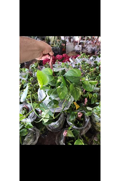 Yades Askılı Plastik Saksıda70-80cm Canlı Pothos Sarmaşığı Ev Ofis Bitkisi