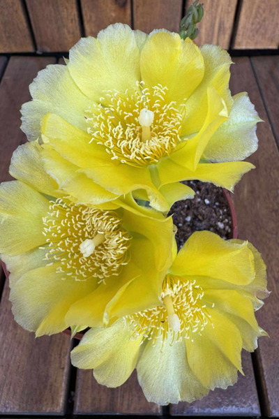 OEM Cactus Rezistent la ger Opuntia Humifusa