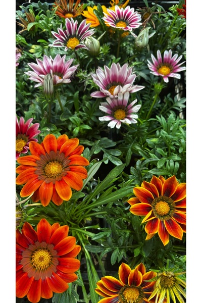 GARDENLİFEBOTANİK Gazanya canlı çiçek