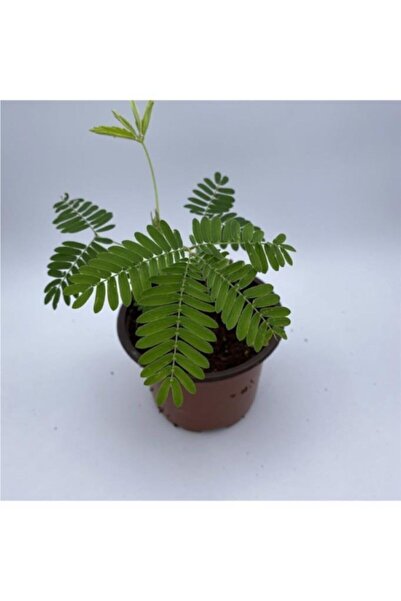 Mimoza Narin Küstüm Çiçeği Fidanı 10-20 cm