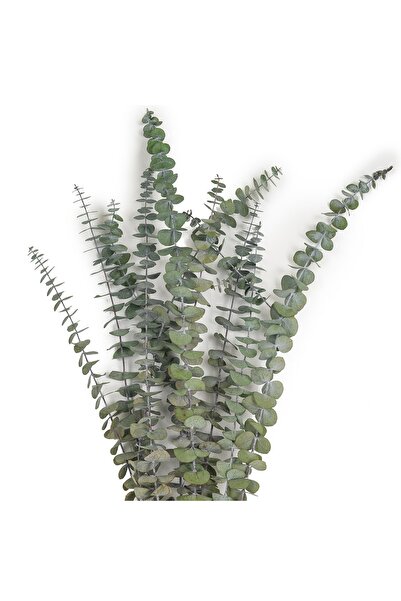 Roberto Rossi Preserved Baby Eucalyptus twig H60-70 cm. dark green RR1