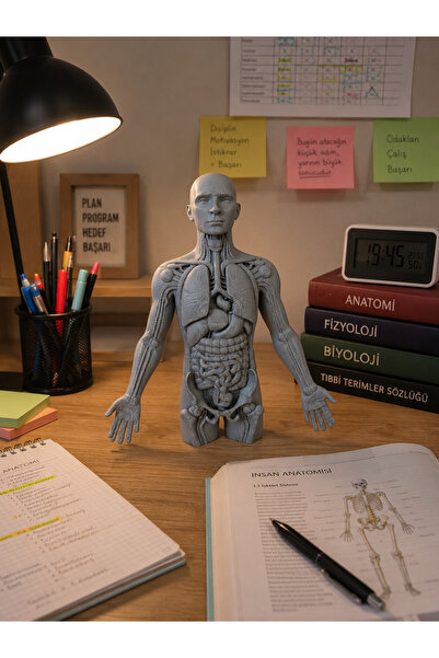 moshmick İnsan Anatomisi Modeli 18 cm – Eğitim ve Dekoratif Anatomi Figürü