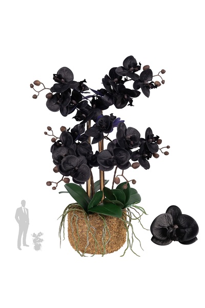 Roberto Rossi Orhidee artificiala neagra cu aspect H59 cm cu 6 tulpini cu fru...