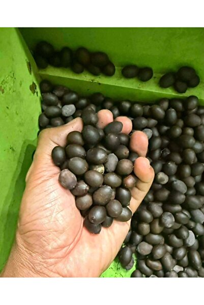 ERVA PEYSAJ 7 Adet Karışık Renklerde Lotus (Nilüfer) Çiçeği Tohumu