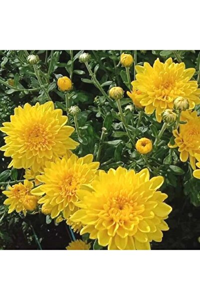 Bilgarden Özel Çeşit Cayman Yellow Katlı Kasımpatı Krizantem Çiçeği Fidesi (1...