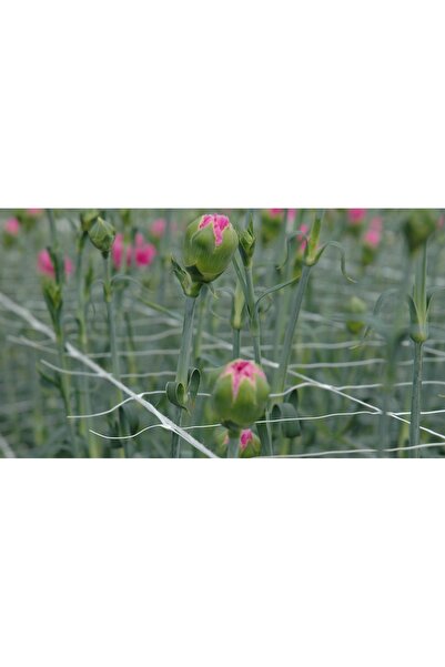 Bitki Destek Filesi 0,98 mt x 1.000 mt. 14x14 cm Göz Aralığı