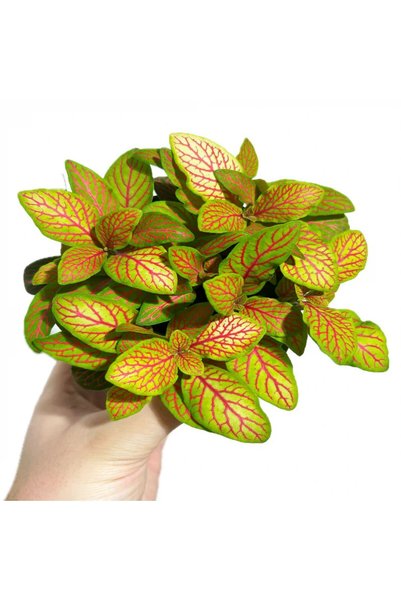 Serafina Fittonia Skeleton, H 15 cm