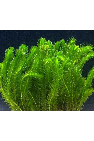 Moss Akvaryum Elodea Densa Canlı Akvaryum Bitkisi 5 Dal