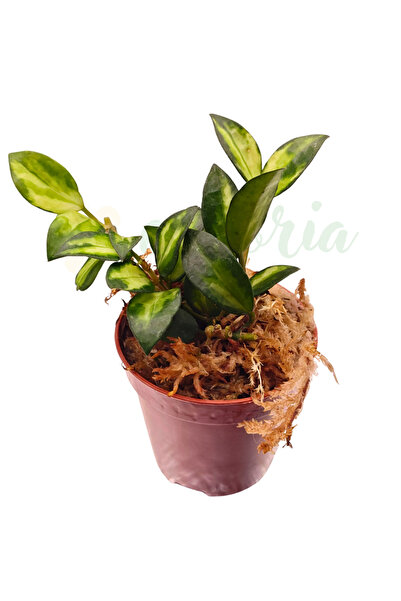 Eufloria Hoya lacunosa 'Bruno' D6cm