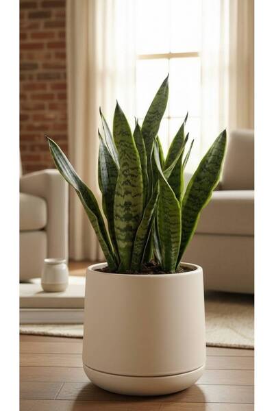 Bliss Atlas Saksı 7 Litre Büyük Boy Dekoratif Saksı 32 cm İç Dış Mekan Çiçek ...