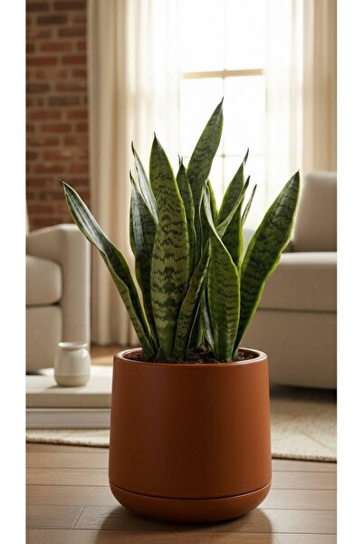 Bliss Atlas Saksı 7 Litre Büyük Boy Dekoratif Saksı 32 cm İç Dış Mekan Çiçek ...