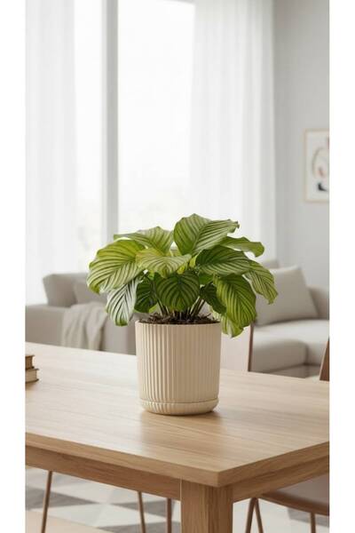 Bliss Lotus Kendinden Tabaklı 1,8 Litre Küçük Saksı Dekoratif Plastik Çiçek S...
