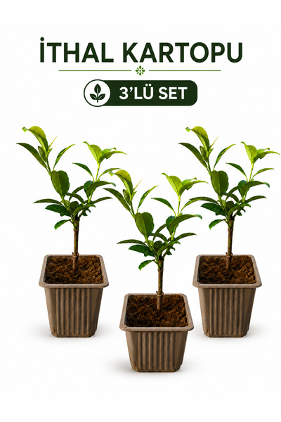 Rosemary Garden Beyaz Çiçekli İthal Kartopu Fidanı 3'lü Ekonomik Set | 15-25 cm