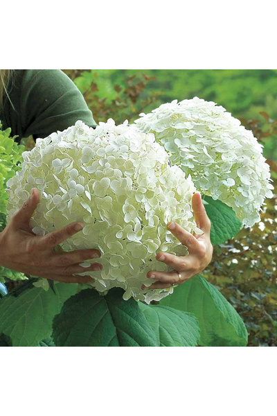 123 100 Hydrangea Pc Seeds Flower Seeds Garden Plants Indoor Plant Seeds Pere...