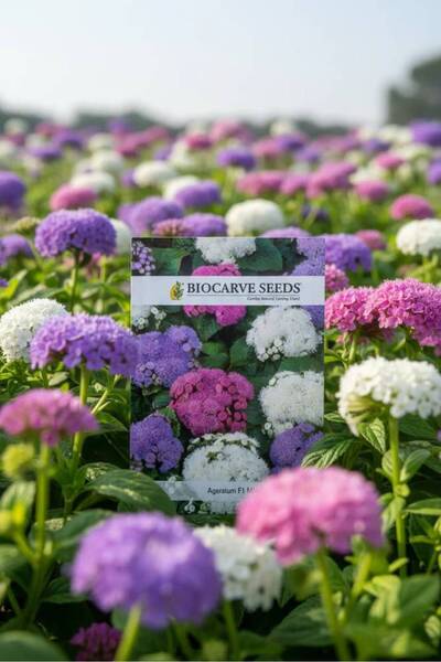 OEMS Ageratum houstinanum