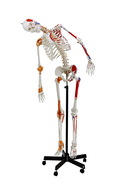 EgeAnatomi Maketleri Esnek İnsan İskeleti Modeli, Kasları ve Ligamentleri Gös...