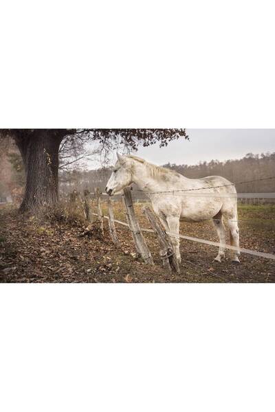 Persona Tablou canvas 100 x 70 cm, Animale model 254