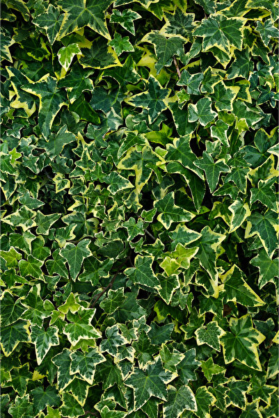 Vasada Alacalı İngiliz Sarmaşığı Hedera Helix Variegata Saksılı 100-120 cm