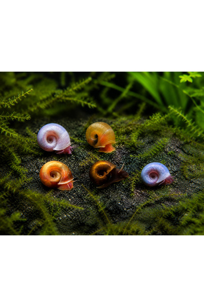 GB AQUA Ramshorn Salyangoz 5 Adet
