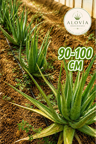 Alovia 90-100 cm alovera Fidanı Aloe Vera Canlı Anaç Odunsu Köklü Aloe Barbad...