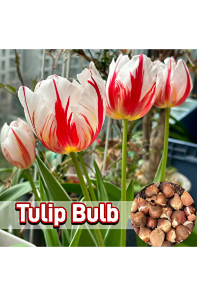 Bloom & Sow Seed باقات زهور التوليب المخططة باللونين الأحمر والأبيض (توليب را...