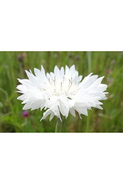 Bloom & Sow Seed بذور زهرة الذرة البيضاء (زهرة عشبية سنوية) - مناسبة لحدود ال...