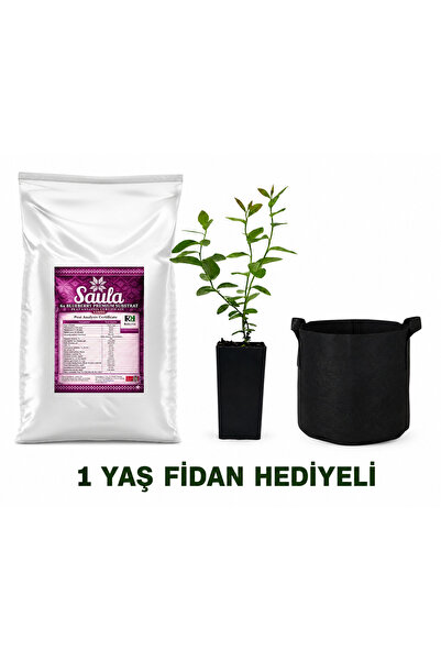 SAULA Blueberry yaban mersini torfu toprağı asidik Ph 3.5- 4.5 saksı + torf +...