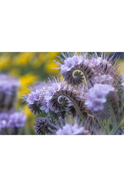 Bloom & Sow Seed بذور نبات الفايبر (الزهور البنفسجية ذات الأشواك) - نبات فاخر...