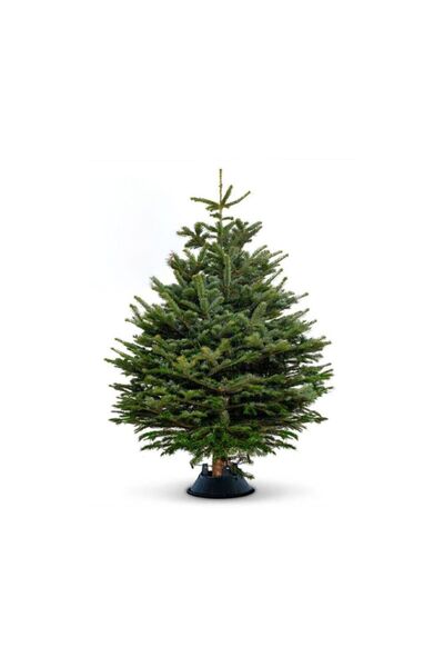 Generic Fresh Premium Christmas Tree With Stand 250cm