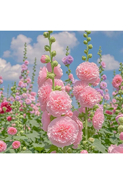Bloom & Sow Seed Pastel Pink Double Alcea Rosea Seeds, Backyard Border Tall O...