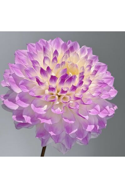 Bloom & Sow Seed Lavender Edge Cream Center Dahlia Seeds, Potted Garden Lands...