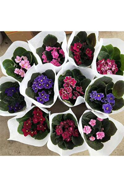Bloom & Sow Seed بذور نبات سانتبوليا أيونانتا متعدد الألوان، نبات منزلي مدمج ...