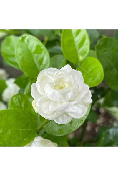 Bloom & Sow Seed High‑Fragrance Double Jasmine Seeds, Pure White Blooms for H...